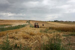 Ecevit Hükümeti 1999-2002:  Aralığında Tarım Politikalarının Tasfiyesi