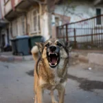 Başboş Köpekler Sokakları Ele Geçirdi: Çocuklarımız Artık Dışarı Çıkamıyor!