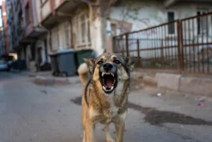 Başboş Köpekler Sokakları Ele Geçirdi: Çocuklarımız Artık Dışarı Çıkamıyor!