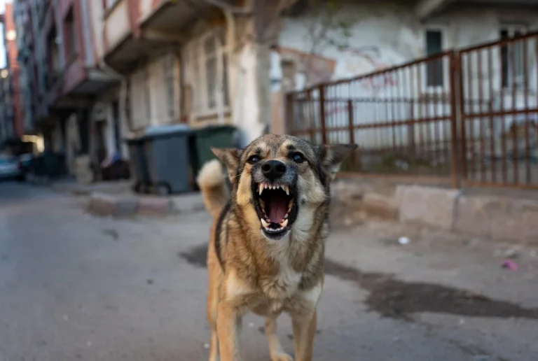 Başboş Köpekler Sokakları Ele Geçirdi: Çocuklarımız Artık Dışarı Çıkamıyor!