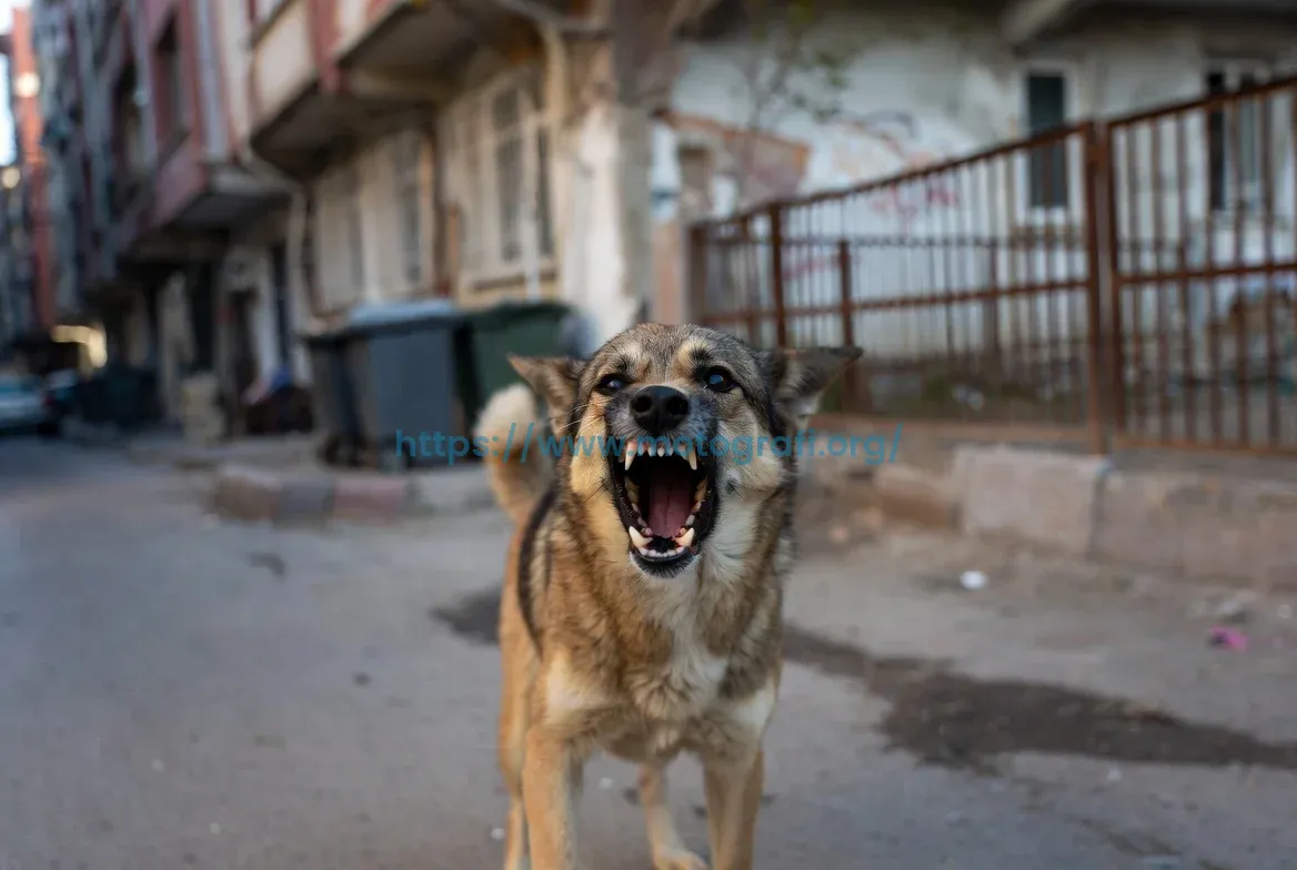 Başboş Köpekler Sokakları Ele Geçirdi: Çocuklarımız Artık Dışarı Çıkamıyor!